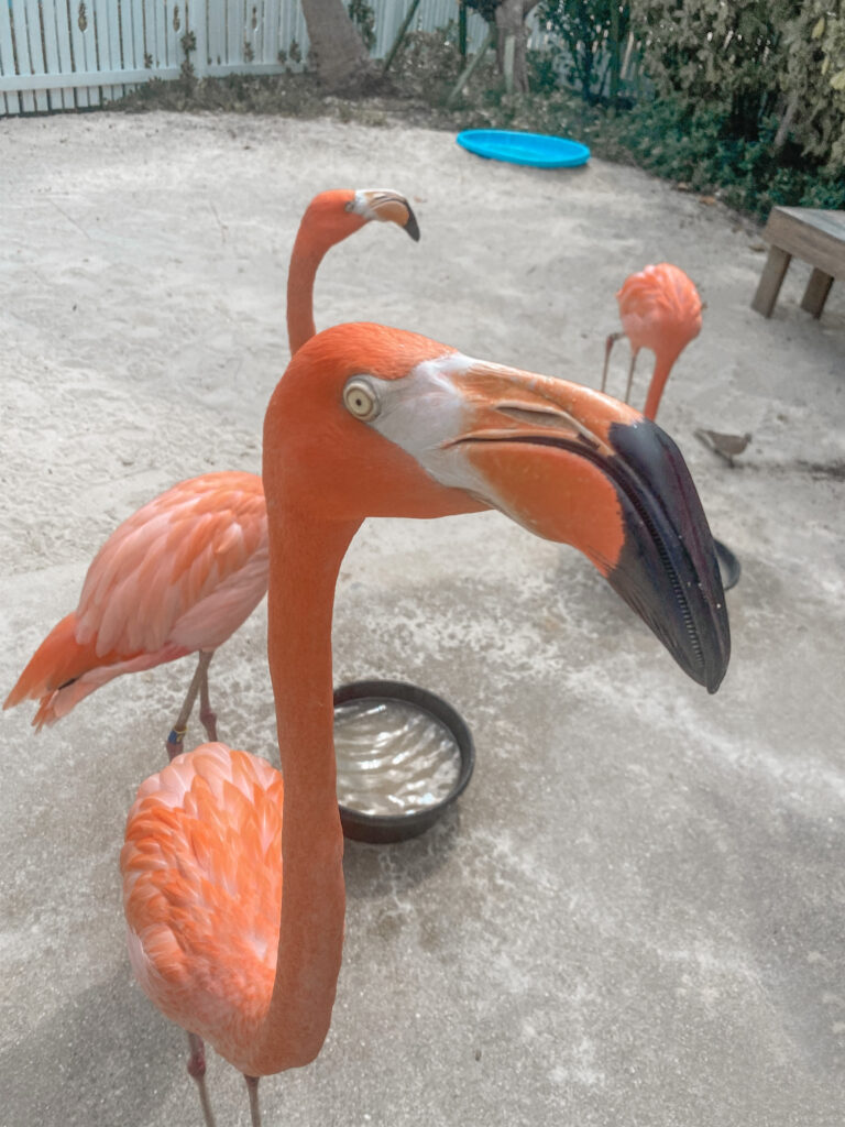 Flamingo Encounter Baha Mar