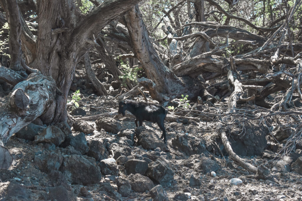 Hoapili Trail Maui Hiking La Perouse Bay 