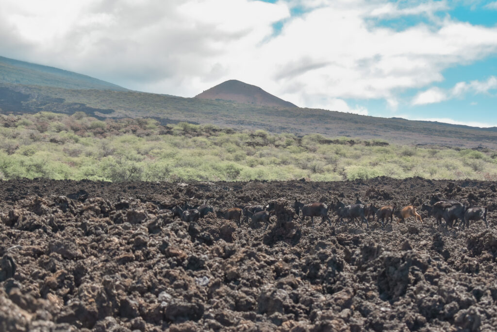 Hoapili Trail Maui Hiking La Perouse Bay 