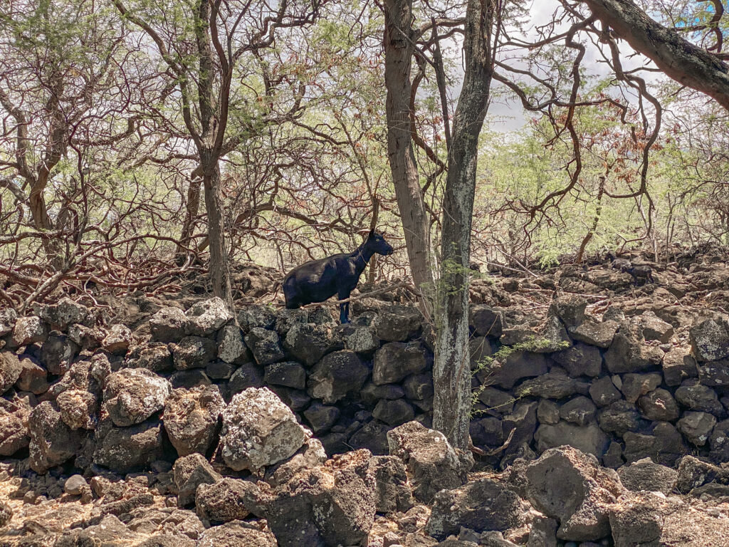 Hoapili Trail Maui Hiking La Perouse Bay 