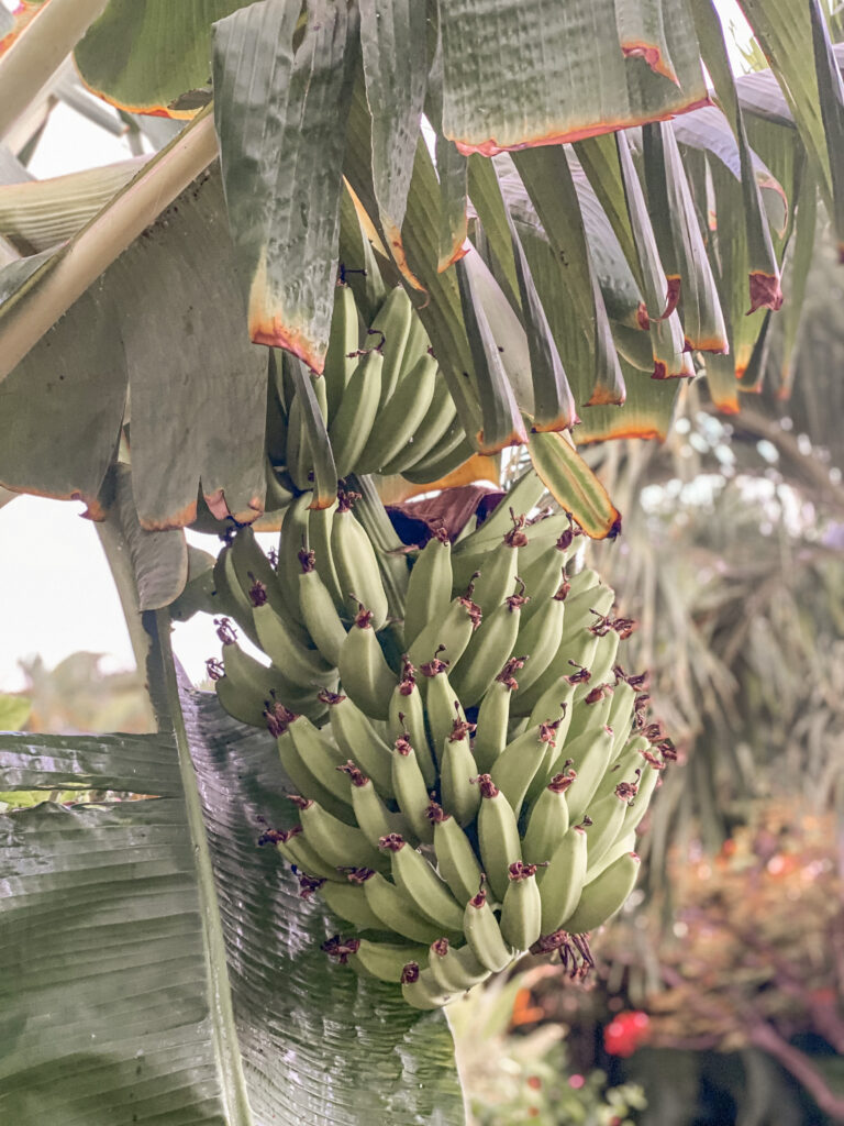 Maui, Hawaii Bananas